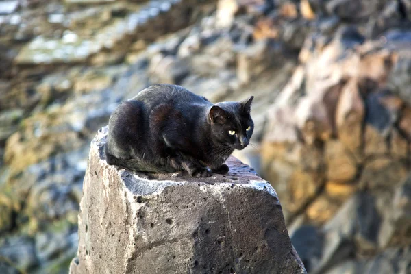 坐在一块岩石上的黑猫 — 图库照片