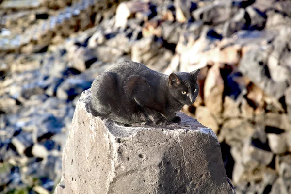 Gato preto sentado em uma rocha — Fotografia de Stock