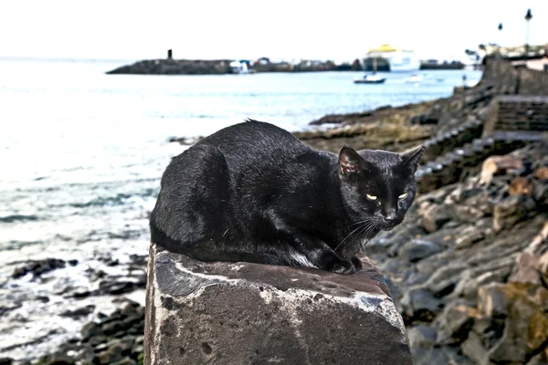 坐在一块岩石上的黑猫 — 图库照片