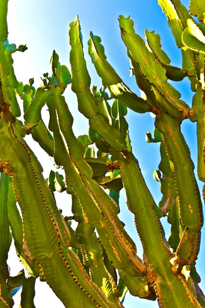 Красивое растение кактуса — стоковое фото