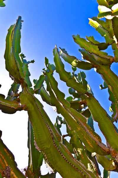 Krásná kaktusová rostlina — Stock fotografie