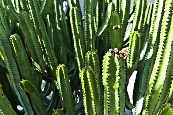 Detalj av stor kaktus — Stockfoto