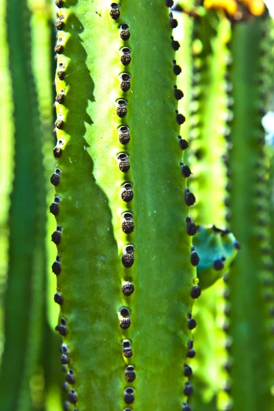 Detail of large cactus — Stock Photo, Image