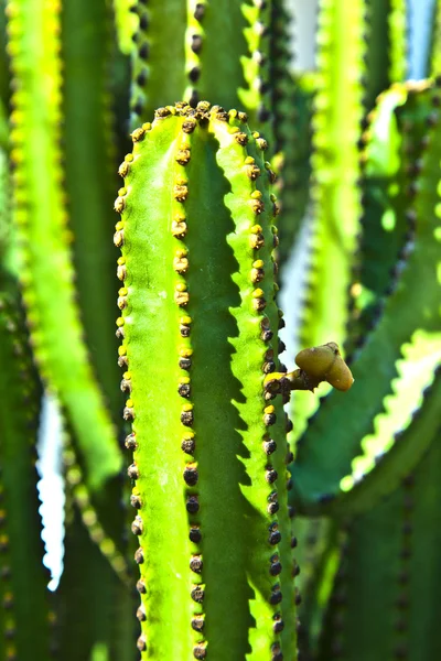 Dettaglio di cactus di grandi dimensioni — Foto Stock