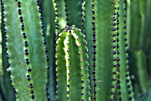 Detalj av stor kaktus — Stockfoto