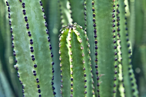 Dettaglio di cactus di grandi dimensioni — Foto Stock
