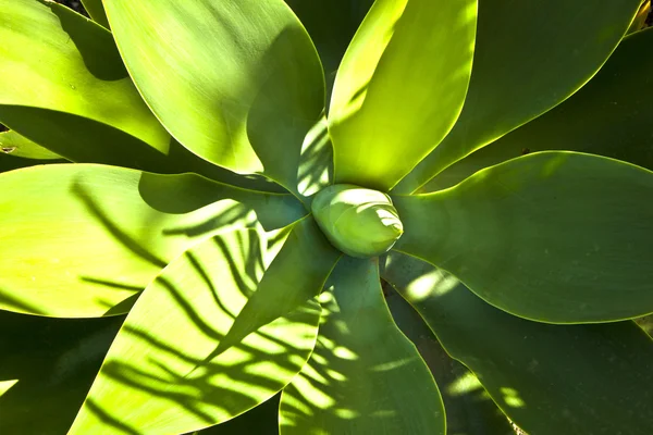 Aloe vera växt — Stockfoto
