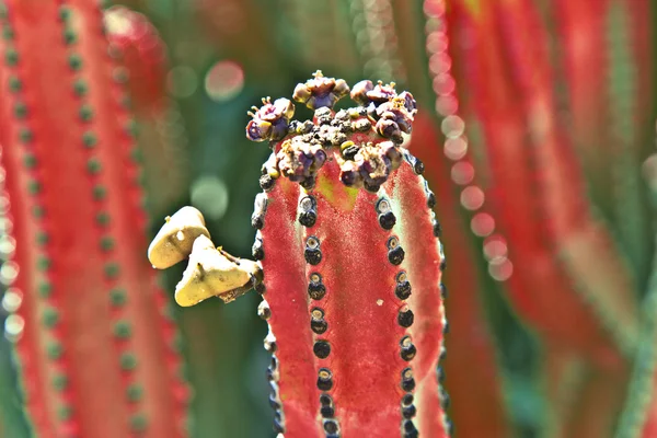 Détail de gros cactus — Photo