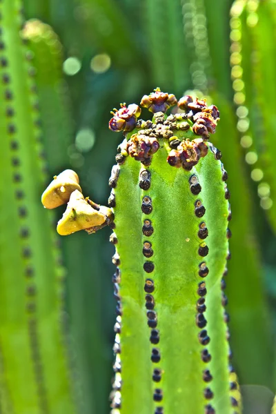 Detail des großen Kaktus — Stockfoto