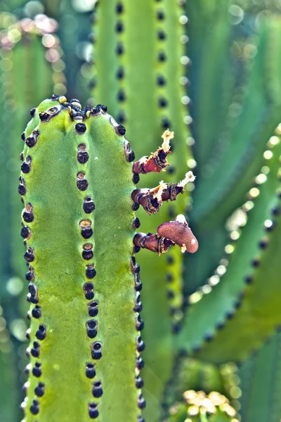 Detail van grote cactus — Stockfoto