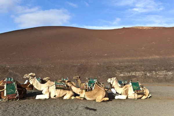 骆驼在国家公园在兰萨罗特岛 — 图库照片