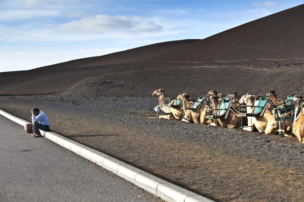 Camelos no parque nacional de Lanzarote — Fotografia de Stock