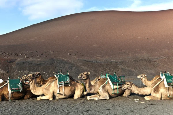 Kameler i nationalparken i lanzarote — Stockfoto