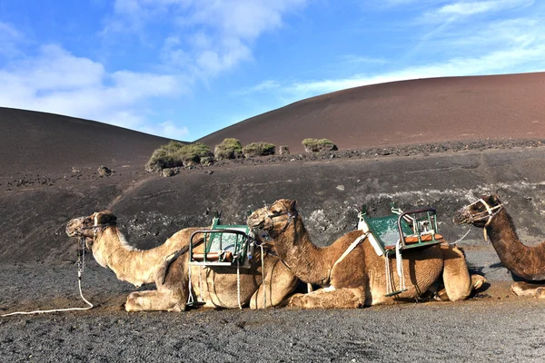 Camelos no parque nacional de Lanzarote — Fotografia de Stock