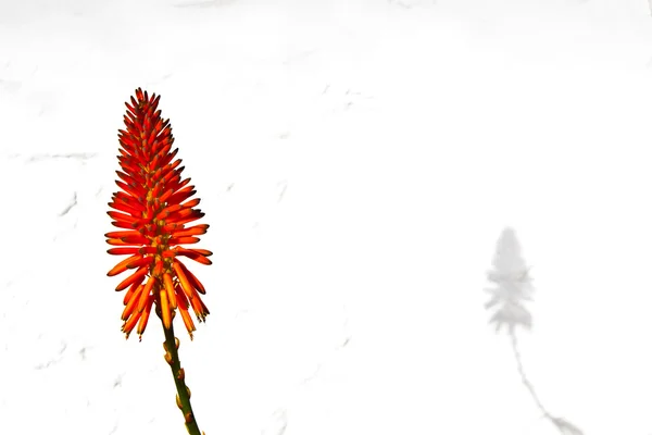 아름 다운 알로에 베라 꽃 — 스톡 사진