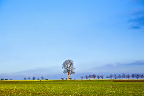 Пейзаж с акрами и деревьями — стоковое фото