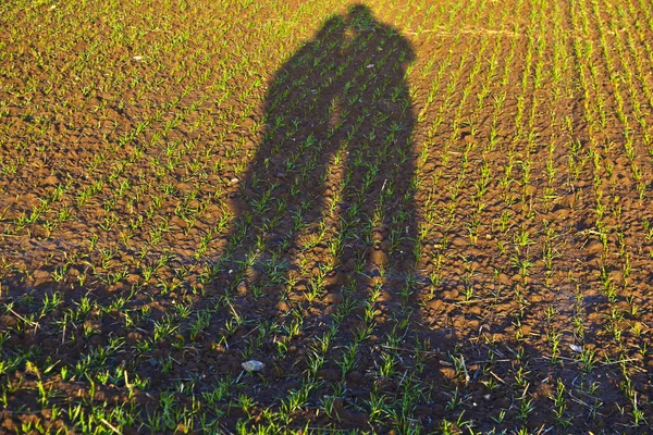 stock image Freshly growing plants on acre with shadow of couple