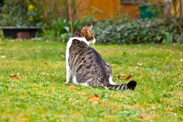 Ładny kot w ogrodzie w zielonej trawie — Zdjęcie stockowe