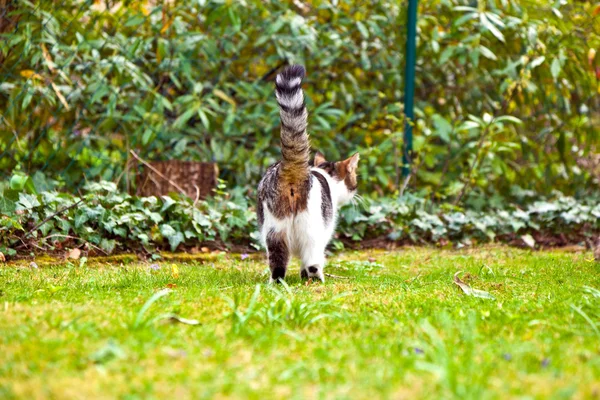 Gato bonito no jardim na grama verde — Fotografia de Stock