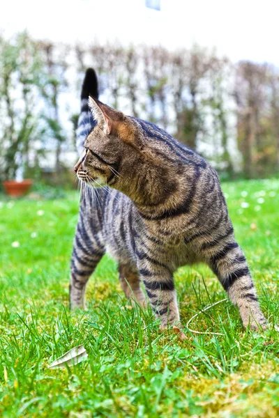 Gato bonito no jardim na grama verde — Fotografia de Stock