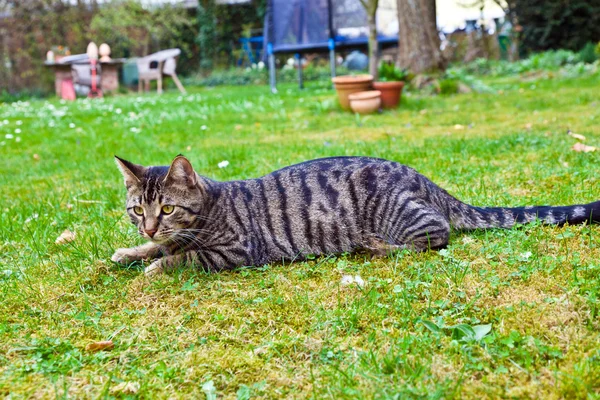 Chat mignon dans le jardin en herbe verte — Photo