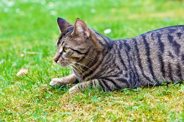 Cute cat in the garden in green grass — Stock Photo, Image