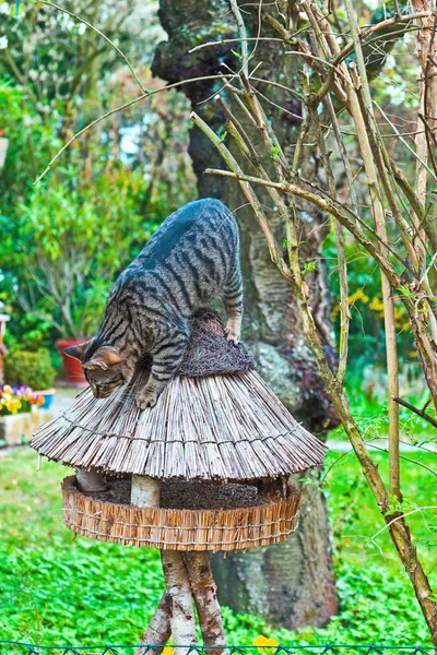 Ładny kot w ogrodzie w zielonej trawie — Zdjęcie stockowe
