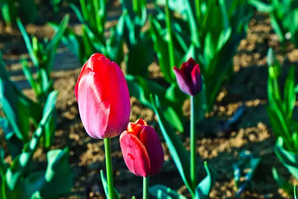 Våren fält med blommande färgglada tulpaner — Stockfoto