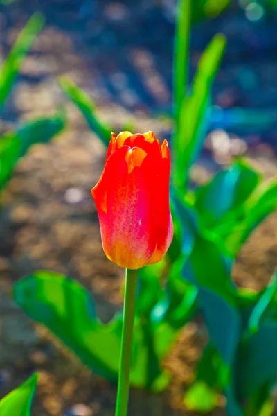 Champ de printemps avec des tulipes colorées en fleurs — Photo