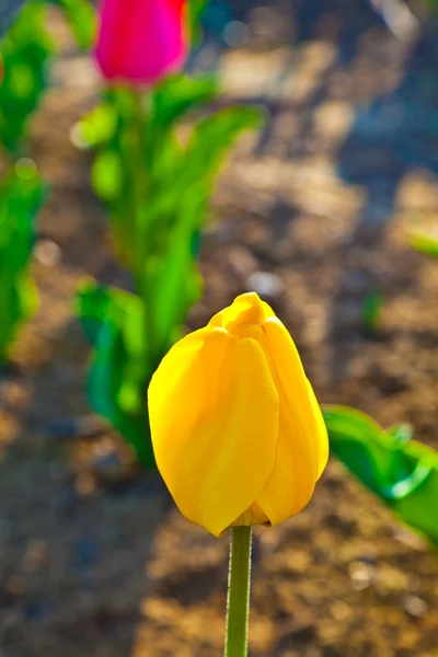 Frühlingsfeld mit blühenden bunten Tulpen — Stockfoto