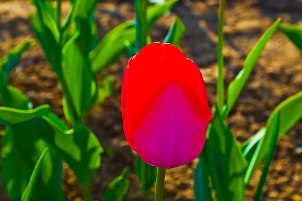 Campo de primavera com tulipas coloridas florescentes — Fotografia de Stock