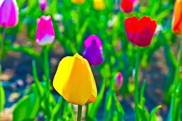 Wiosną pola tulipanów kwitnący kolorowy — Zdjęcie stockowe