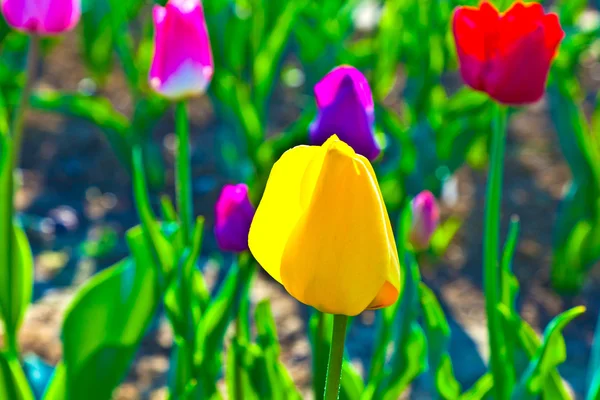 Tavasszal virágzó színes tulipán mező — Stock Fotó