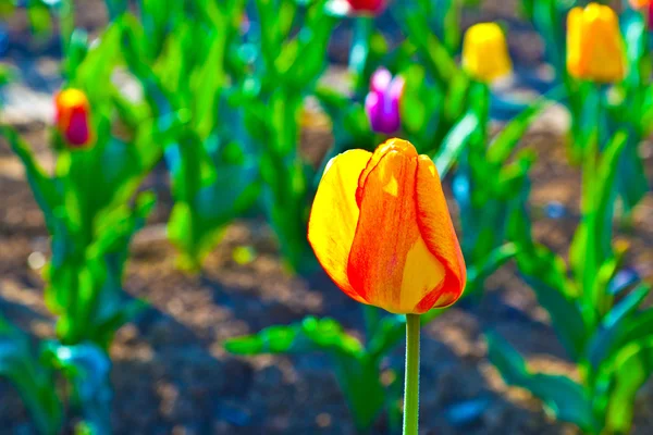 Весняне поле з квітучими різнокольоровими тюльпанами — стокове фото