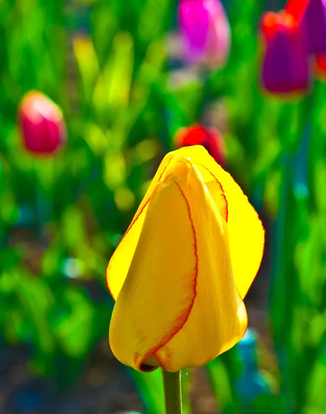 Lente veld met bloeiende kleurrijke tulpen — Stockfoto