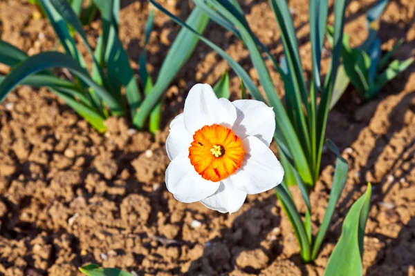 Krásné barevné louce s kvetoucí narcisy — Stock fotografie