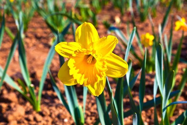 Gyönyörű színes rét, virágzó daffodils — Stock Fotó