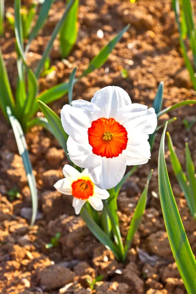 Gyönyörű színes rét, virágzó daffodils — Stock Fotó