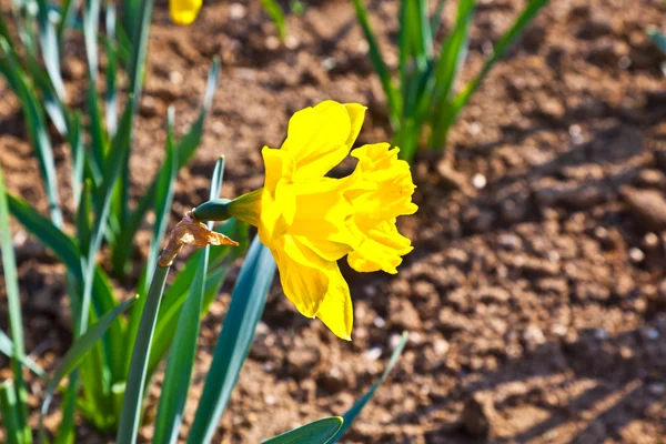 Prachtige kleurrijke weiland met bloeiende narcissen — Stockfoto