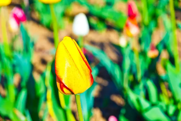 Весеннее поле с цветущими цветущими тюльпанами — стоковое фото