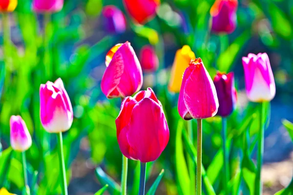 Champ de printemps avec des tulipes colorées en fleurs — Photo