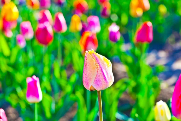 Spring field with blooming colorful tulips — Stock Photo, Image