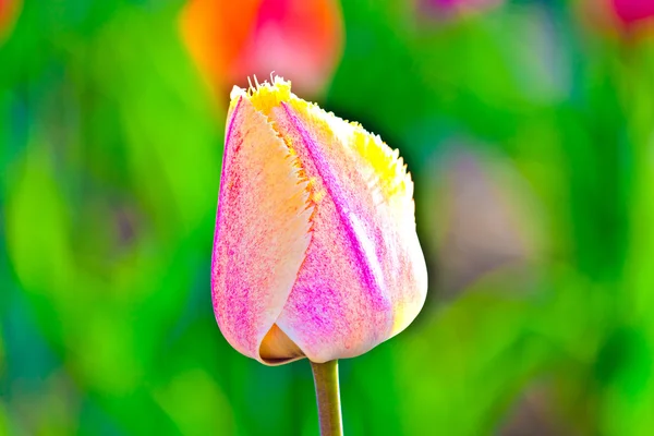 Campo de primavera con tulipanes de colores florecientes — Foto de Stock
