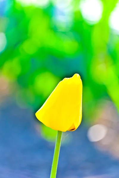 Campo primaverile con tulipani colorati in fiore — Foto Stock
