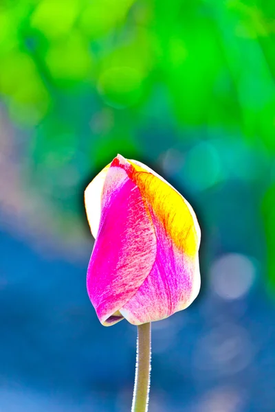 Campo primaverile con tulipani colorati in fiore — Foto Stock
