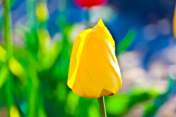 Våren fält med blommande färgglada tulpaner — Stockfoto