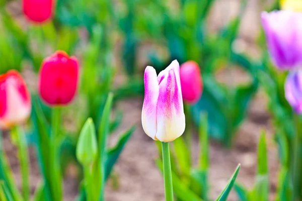 Campo con tulipanes de colores florecientes —  Fotos de Stock