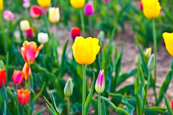 Veld met bloeiende kleurrijke tulpen — Stockfoto