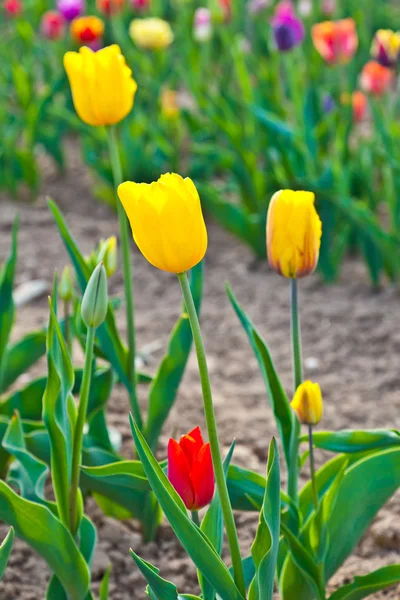 Field with blooming colorful tulips — Stock Photo, Image