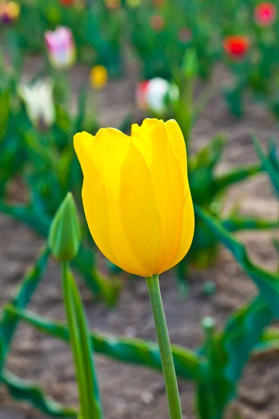 Pole s kvetoucí barevné tulipány — Stock fotografie